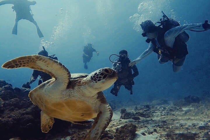 Private Scuba Dive with Photographer | Certified Divers