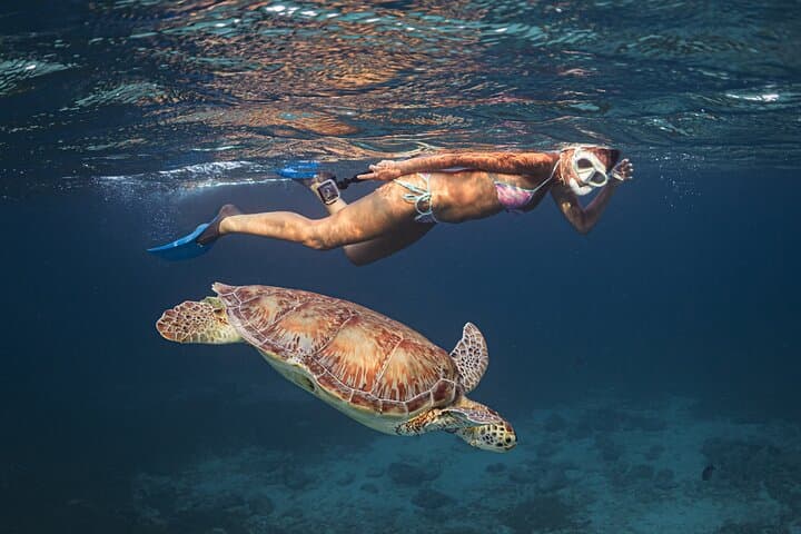 Turtle Snorkeling: Dive In and Discover (Inc. Videos) in Aruba