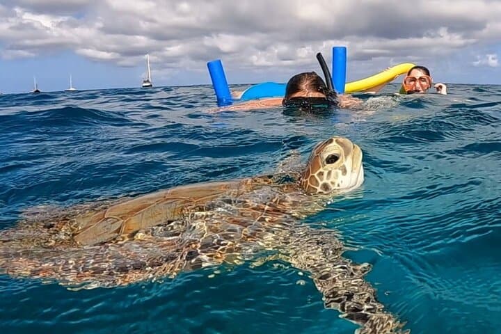 Private Snorkel and Turtle Spotting in Aruba